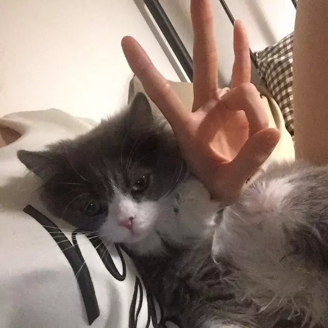 腮红大脸猫